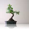 Magicgatebg.com